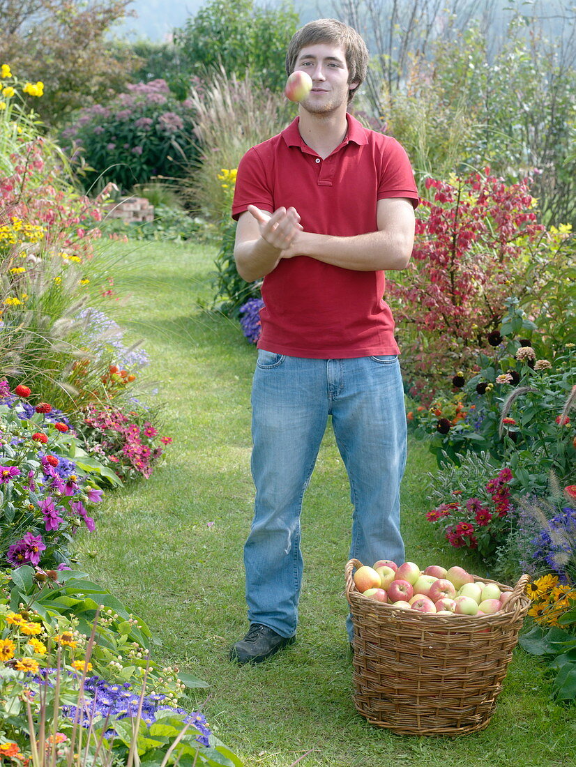 Young man with freshly harvested apples in wicker basket