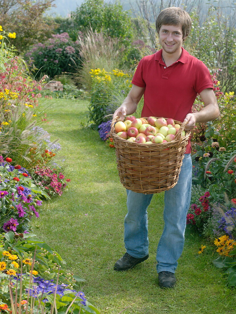 Young man with freshly harvested apples in a wicker basket