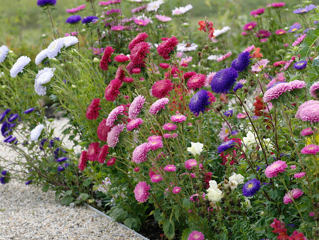 Blumenbeet mit Alurahmen