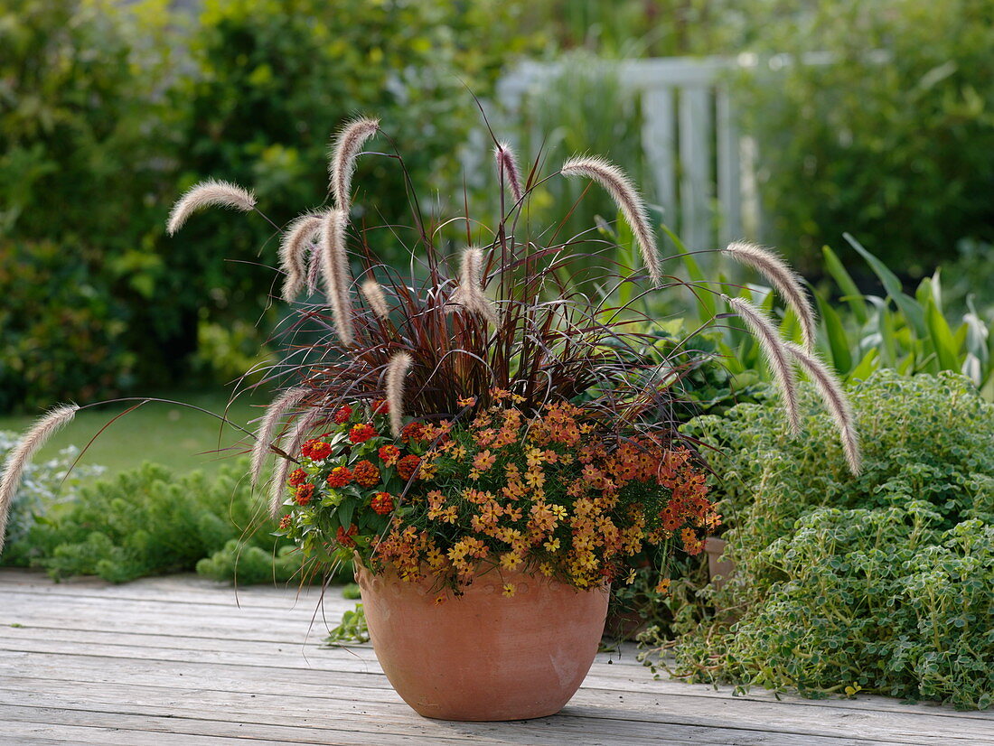 Terracotta - Kübel mit Pennisetum 'Rubrum' (Rotem Federborstengras)