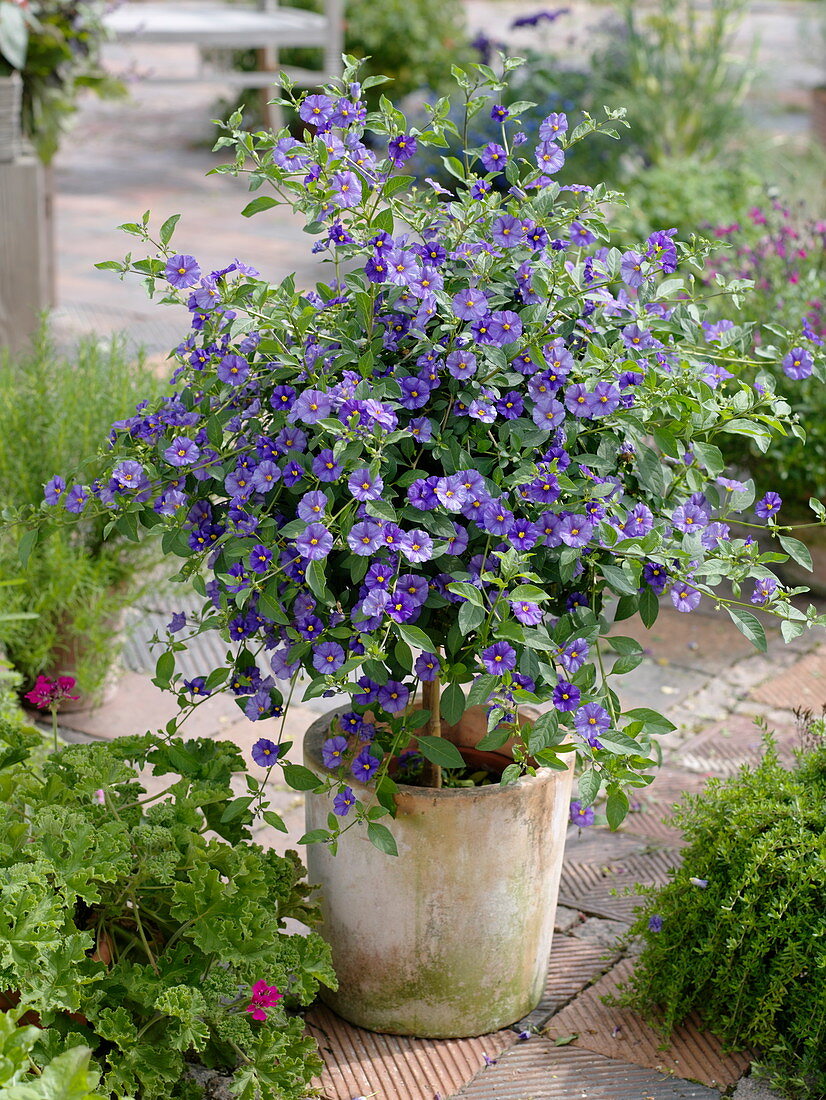 Solanum rantonnetii (gentian shrub) pulled as a tree