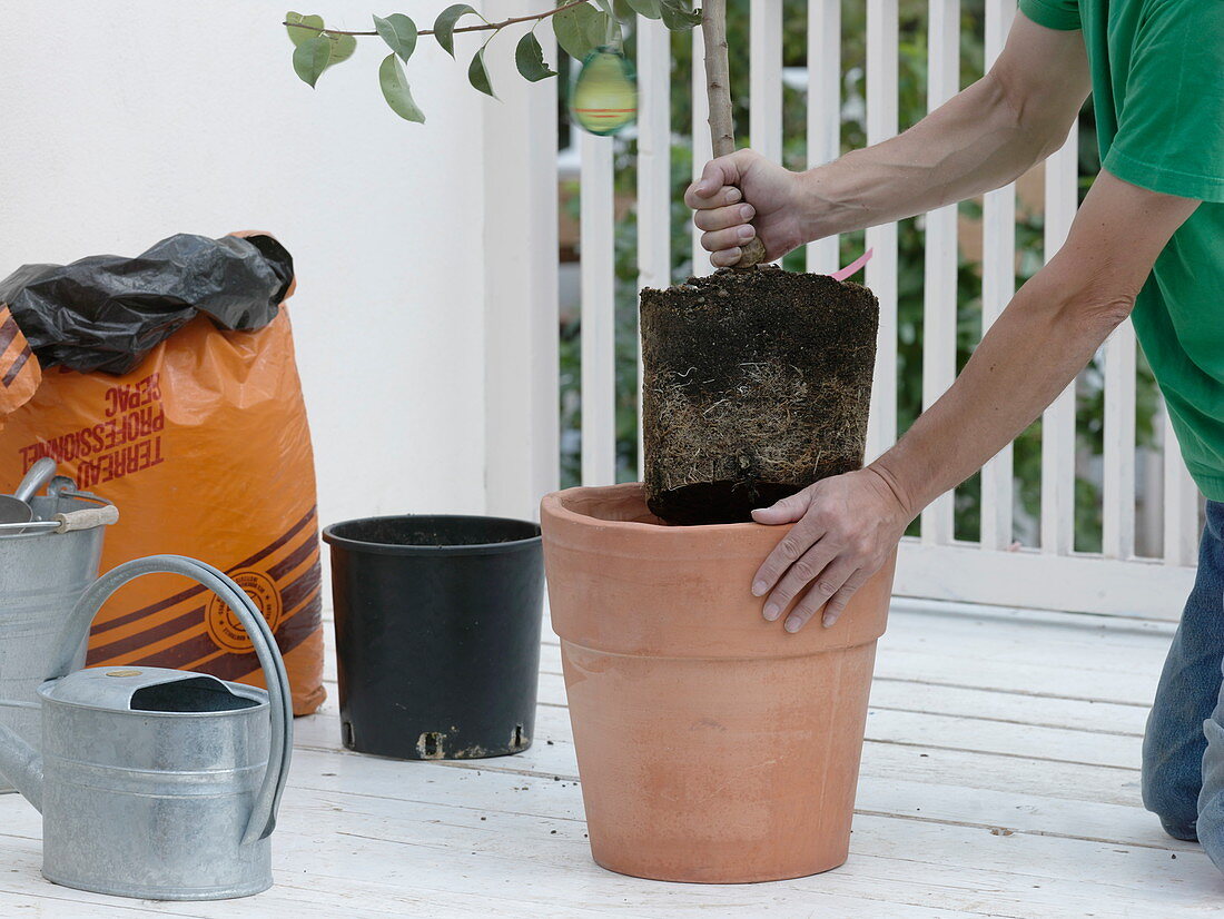 Transplanting a pear tree into a terracotta pot 2/4