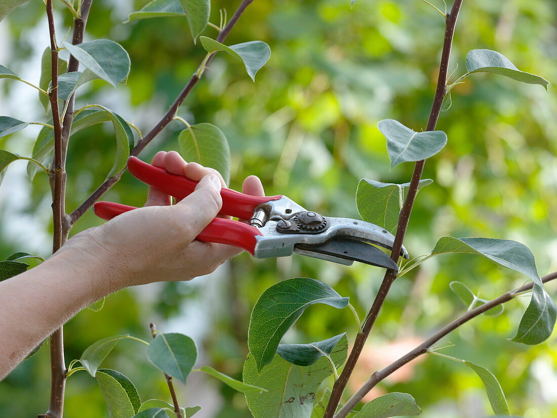 Summer pruning of Pyrus (pear tree) with secateurs