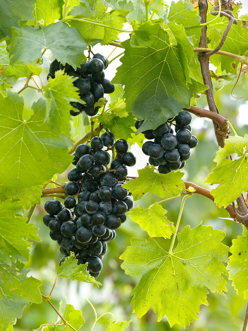 Vitis vinifera 'Esther' (Blue grapes)