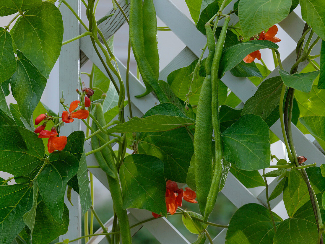 Phaseolus coccineus (runner bean) at rank scaffold