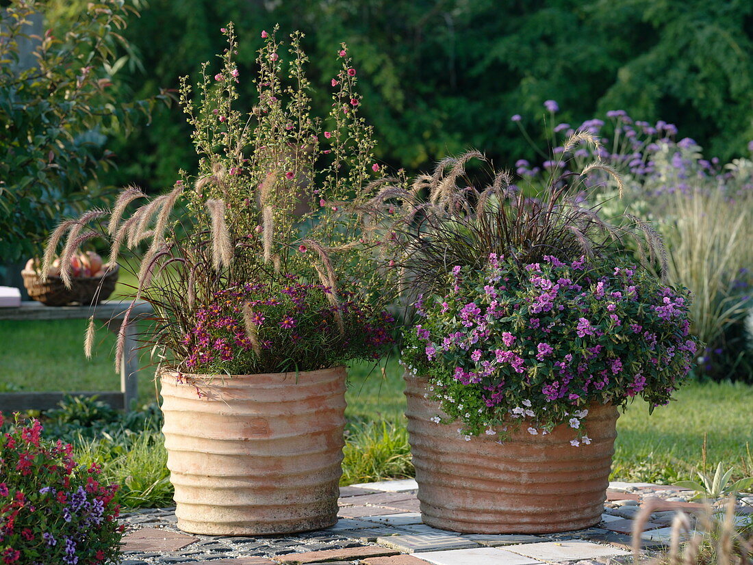 Grasses and summer flowers in large terracotta pots