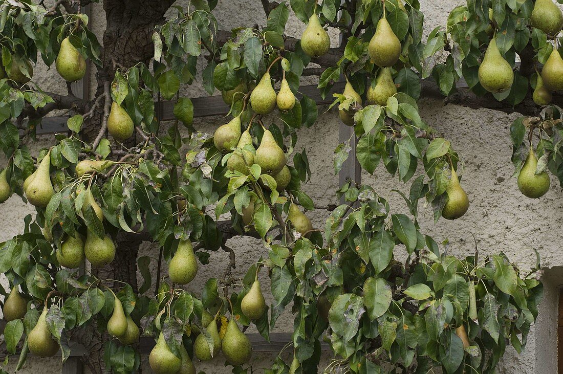 Pear 'Conference' (Pyrus) on a trellis against a house wall