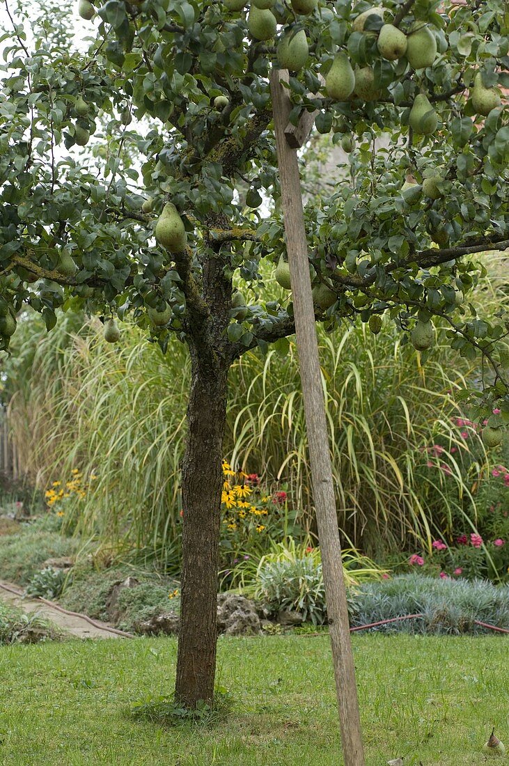 Pear 'Countess of Paris' (Pyrus)