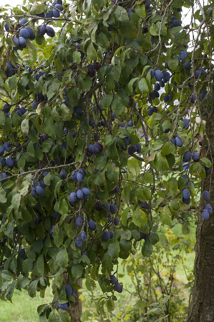 House plum (Prunus domestica)