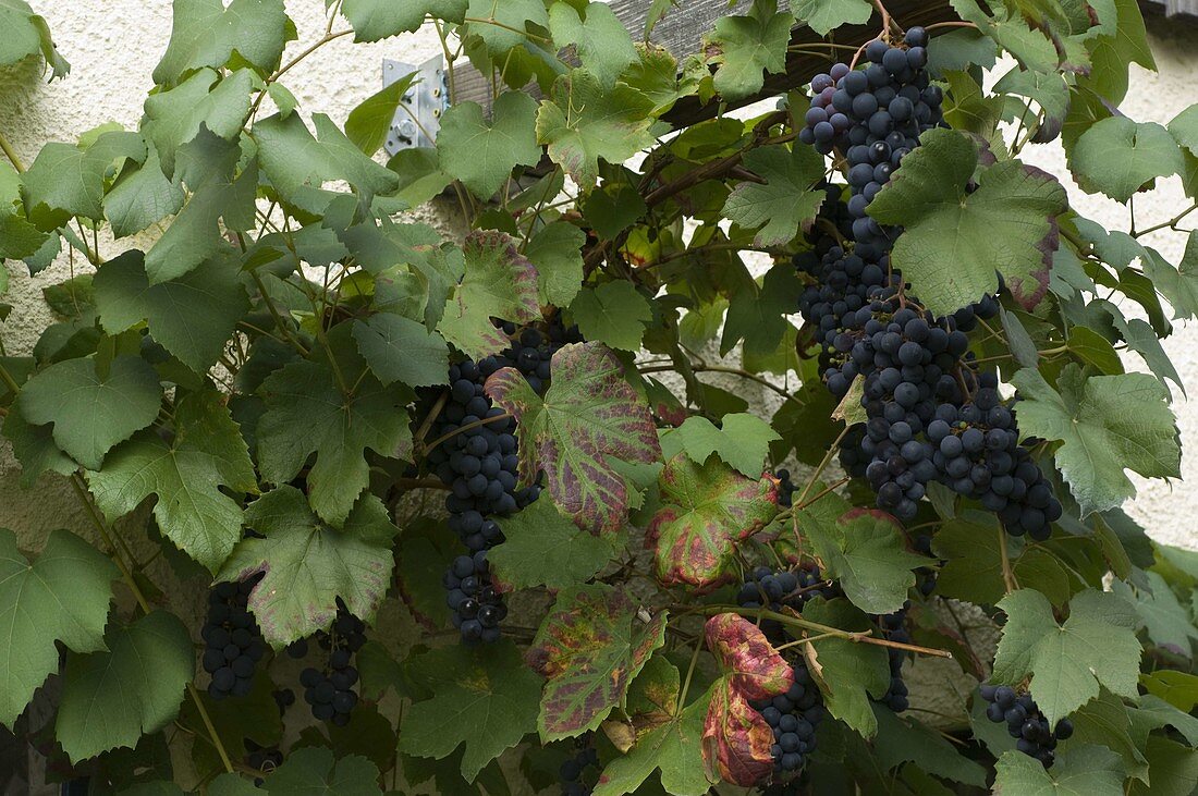 Grape 'Muscat Bleu' (Vitis vinifera)