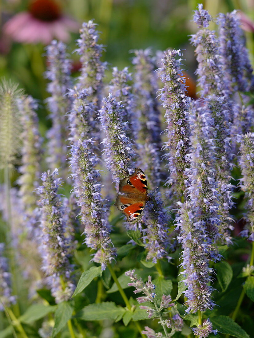 Agastache foeniculum, with peacock butterfly
