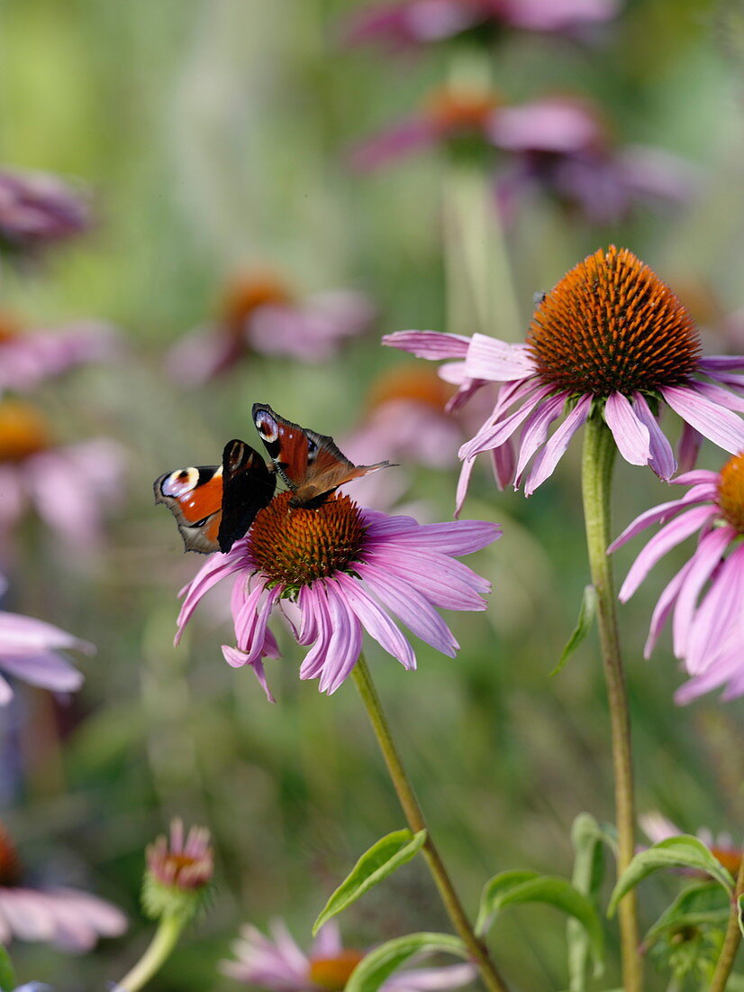 Echinacea purpurea (red coneflower) with day peacock eyes