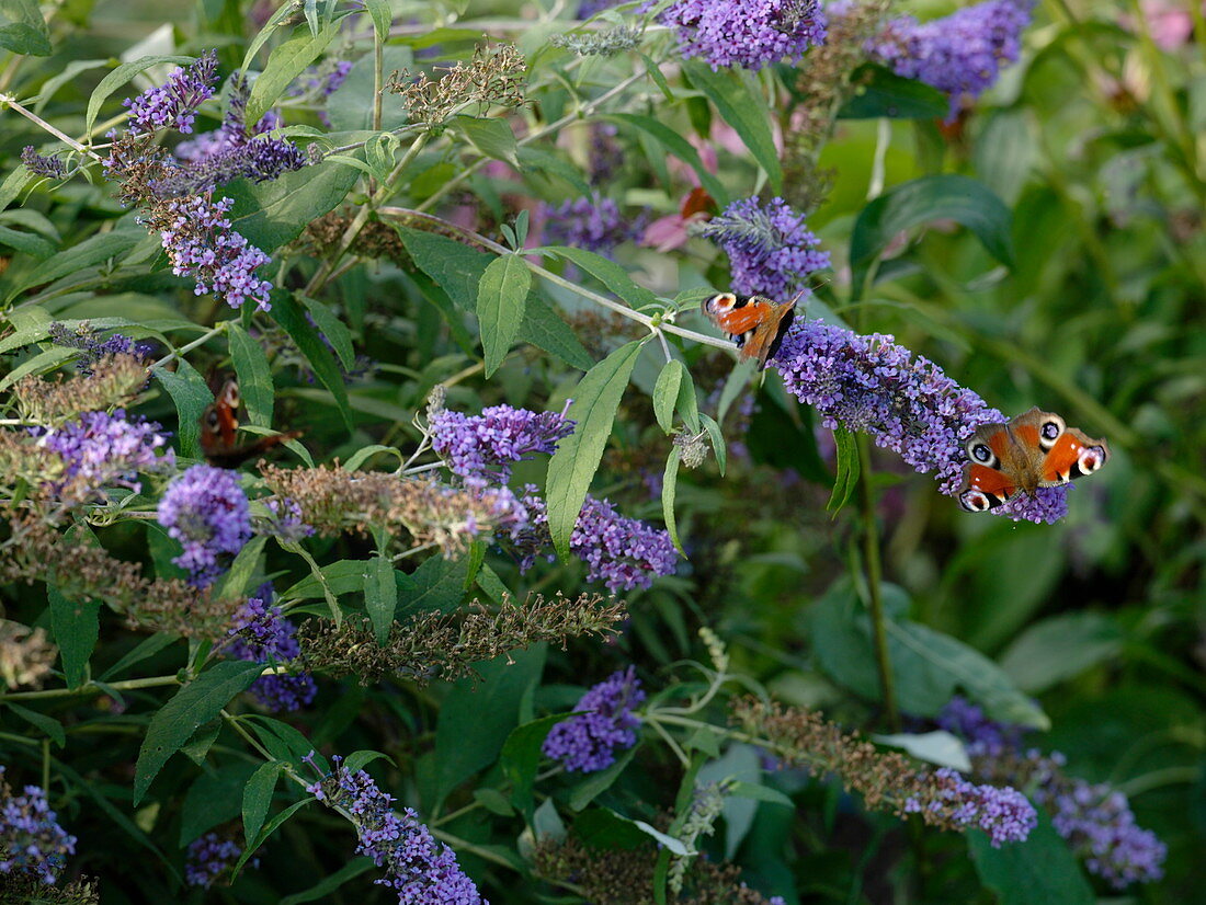 Buddleja Buzz 'Violet' (Sommerflieder) mit Tagpfauenaugen