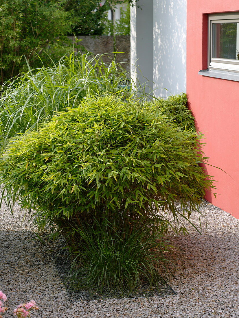 Kiesbeet mit Pflanzinsel: Fargesia (Bambus)