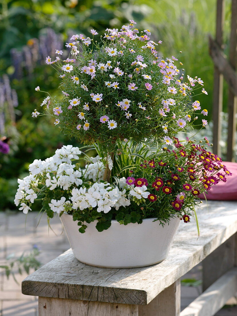 White cup with Argyranthemum, Pelargonium