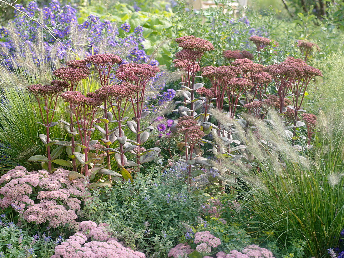 Sedum telephium 'Matrona' , spectabile 'Rosenteller' (Fetthenne), Pennisetum