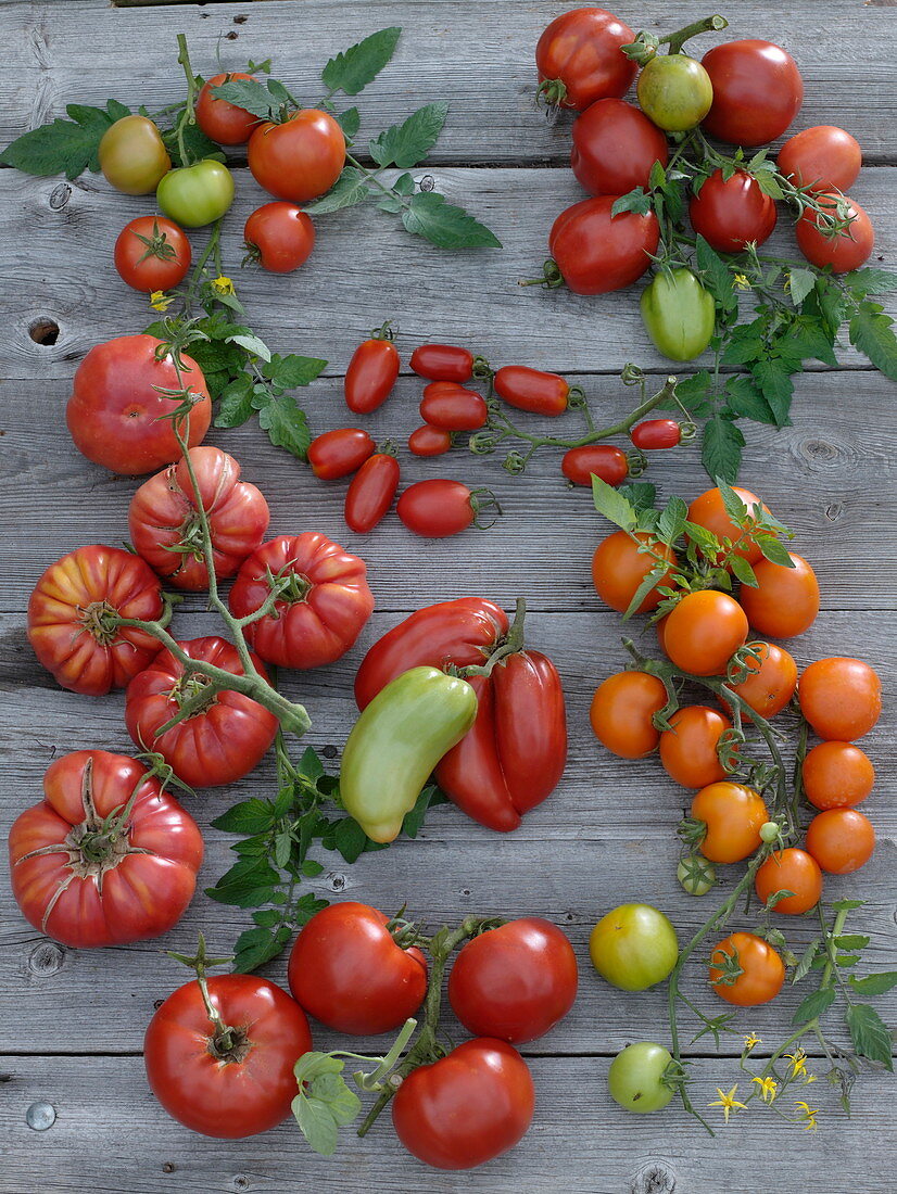 Tableau mit verschiedenen Tomatensorten
