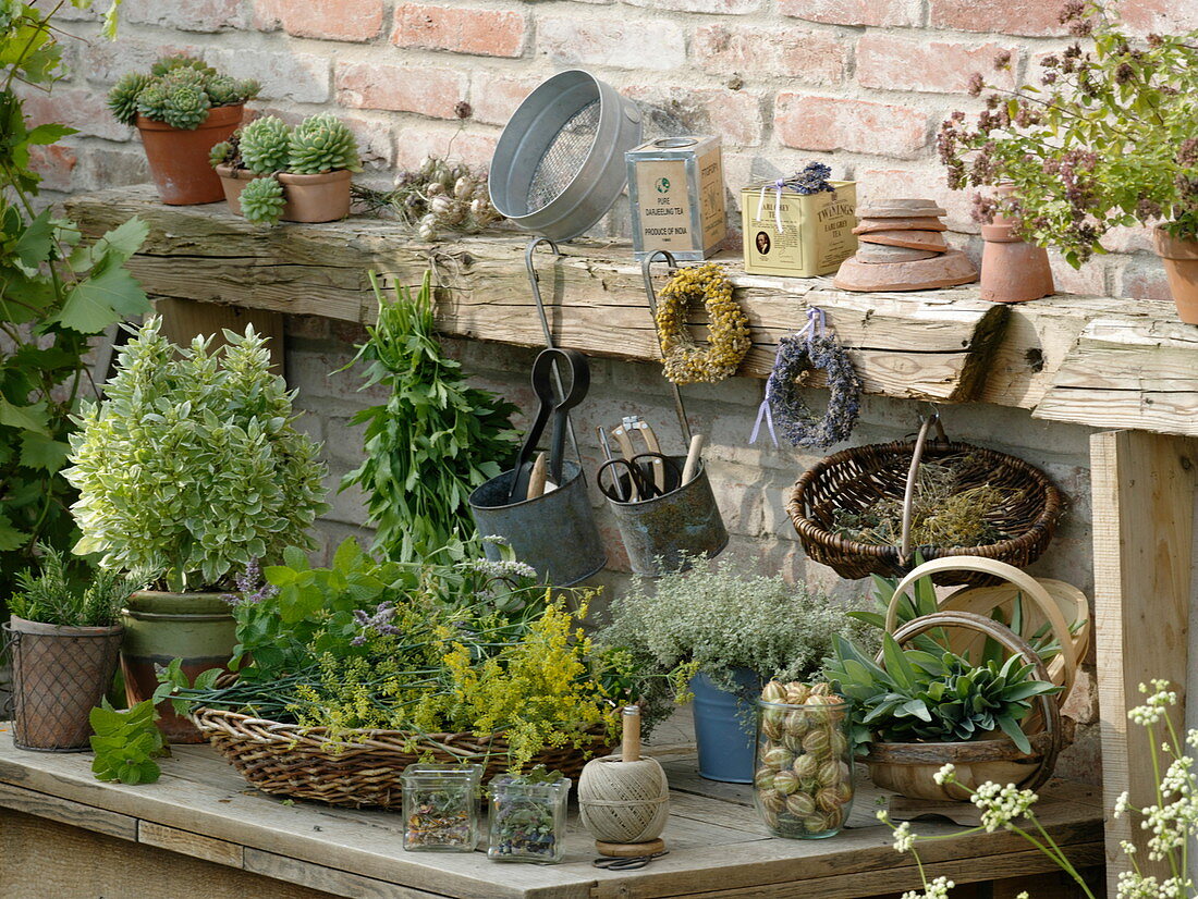 Pot table with freshly harvested herbs and pots