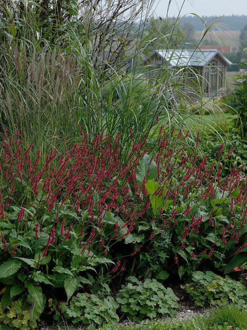 Polygonum amplexicaule 'Atropurpureum' (Candle knotweed), Miscanthus