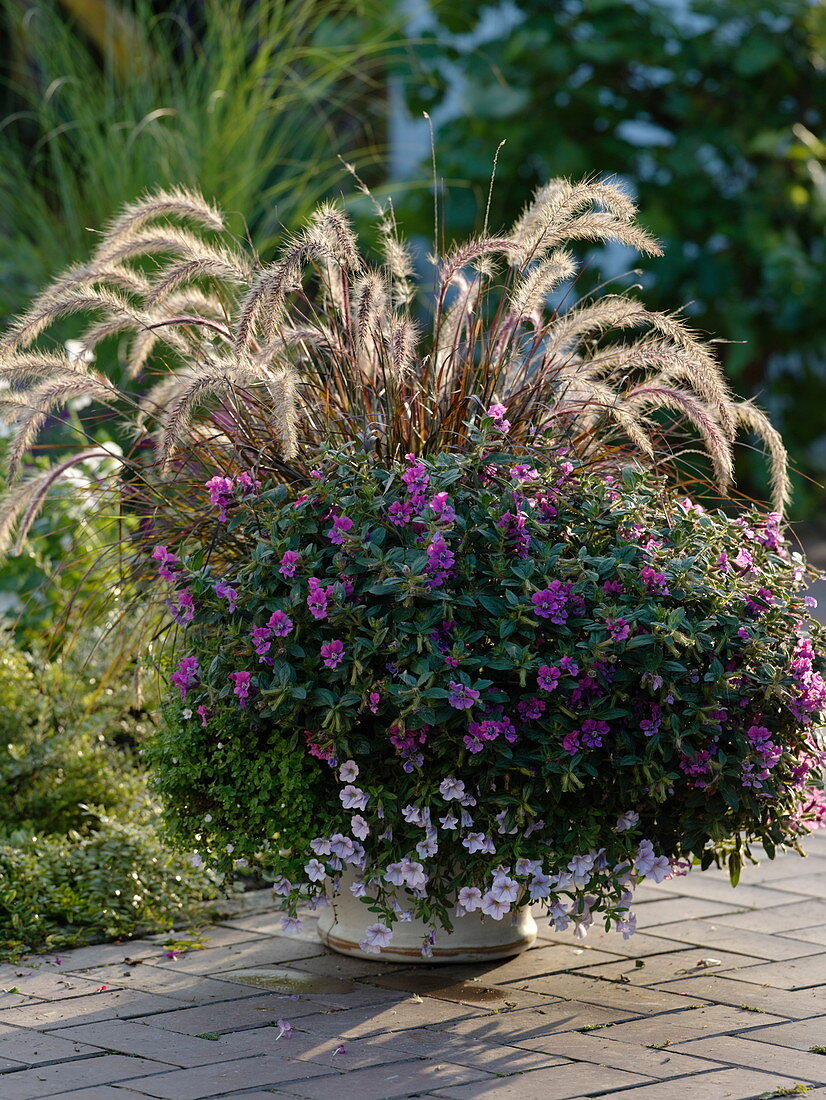 Cuphea llavea 'Vienco Purple Pink' (caddis flower), Pennisetum 'Dwarf'.