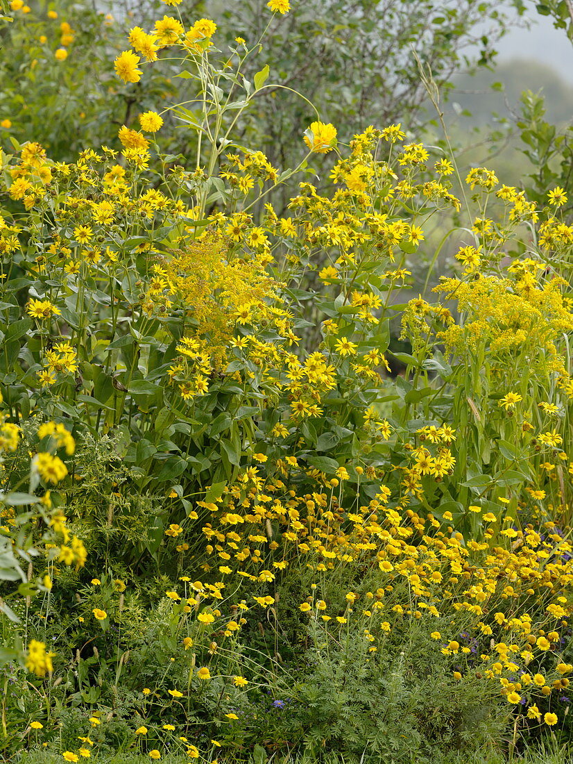 Yellow late summer bed with chamomile, goldenrod, perennial sunflower and coneflower