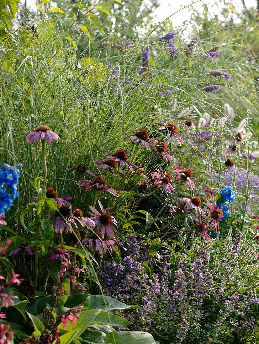 Rasenweg zwischen Beeten mit Stauden, Sommerblumen und Gräsern