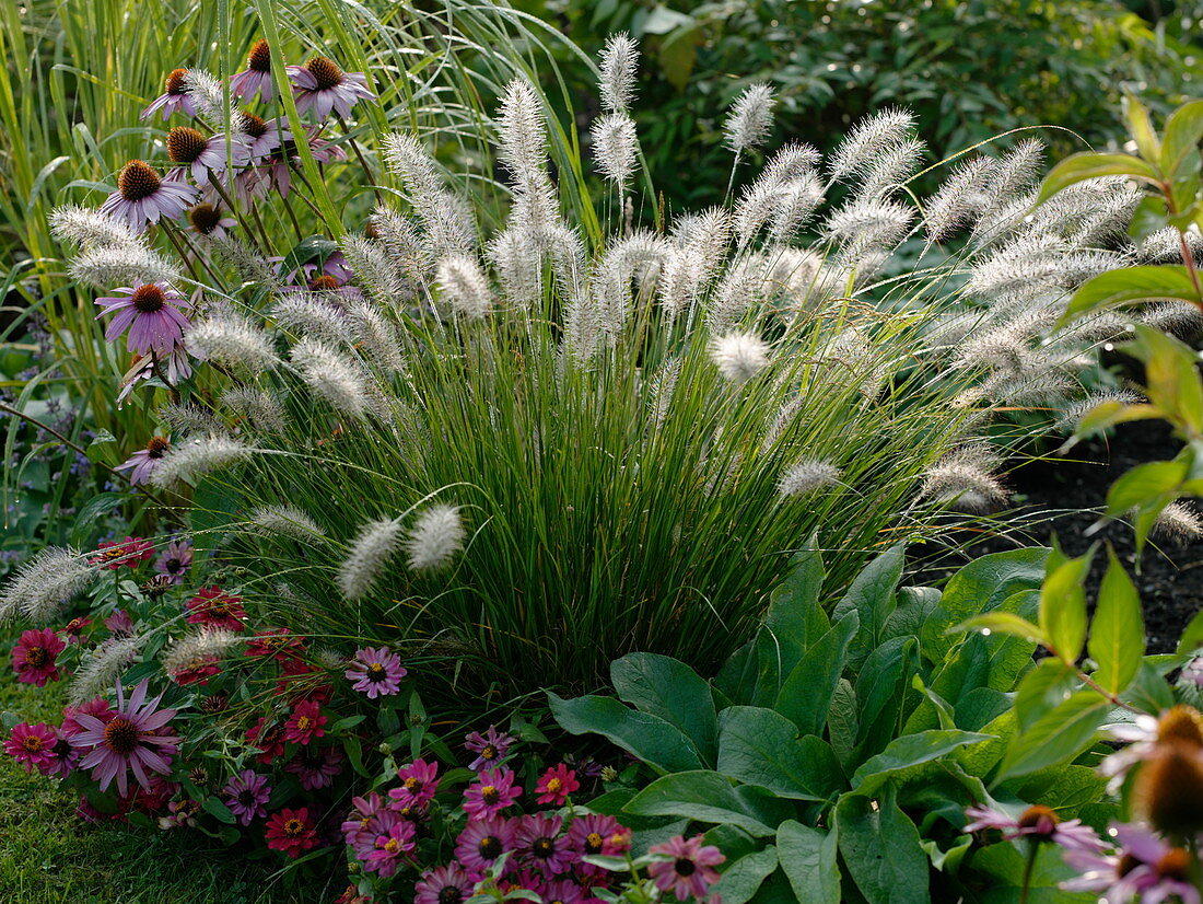 Pennisetum alopecuroides 'Hameln' (Federborstengras)