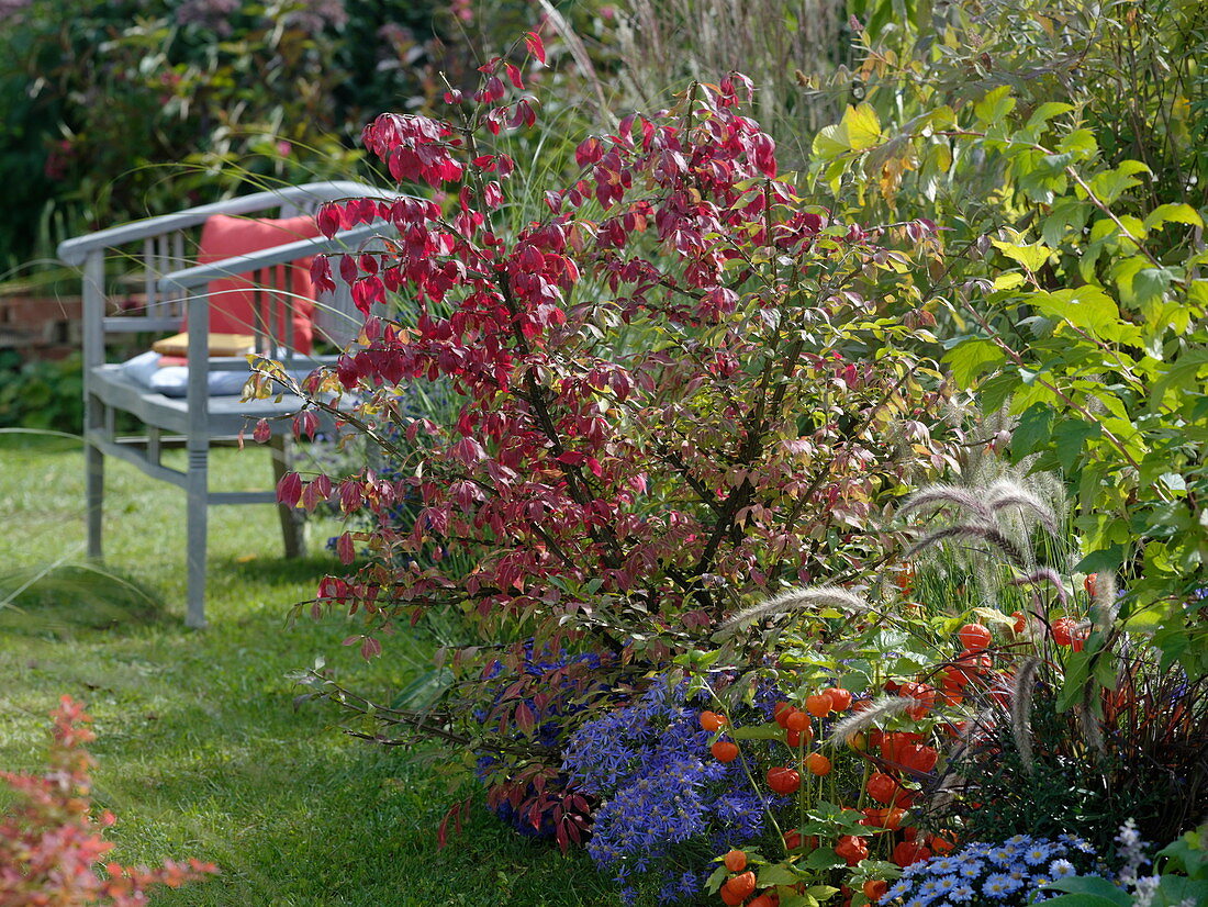 Autumn border with Euonymus alatus (spindle bush), aster