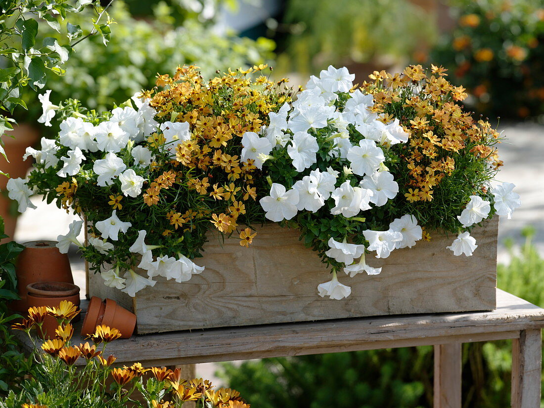 Wooden box with petunias and girl eye