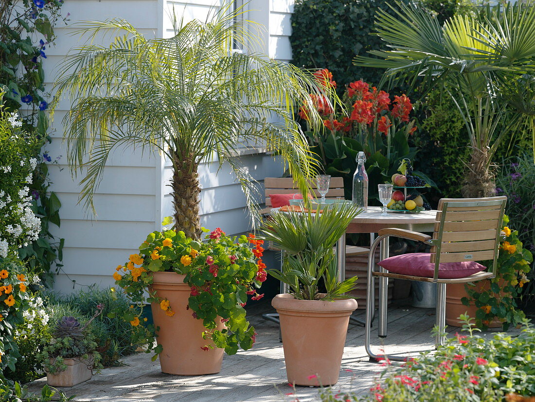 Palm trees on the terrace at the house