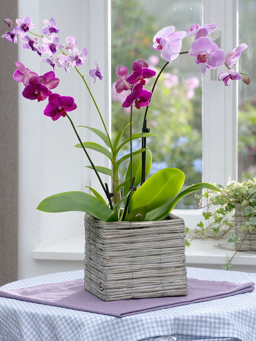 Orchids in the square wicker basket in front of the windowsill