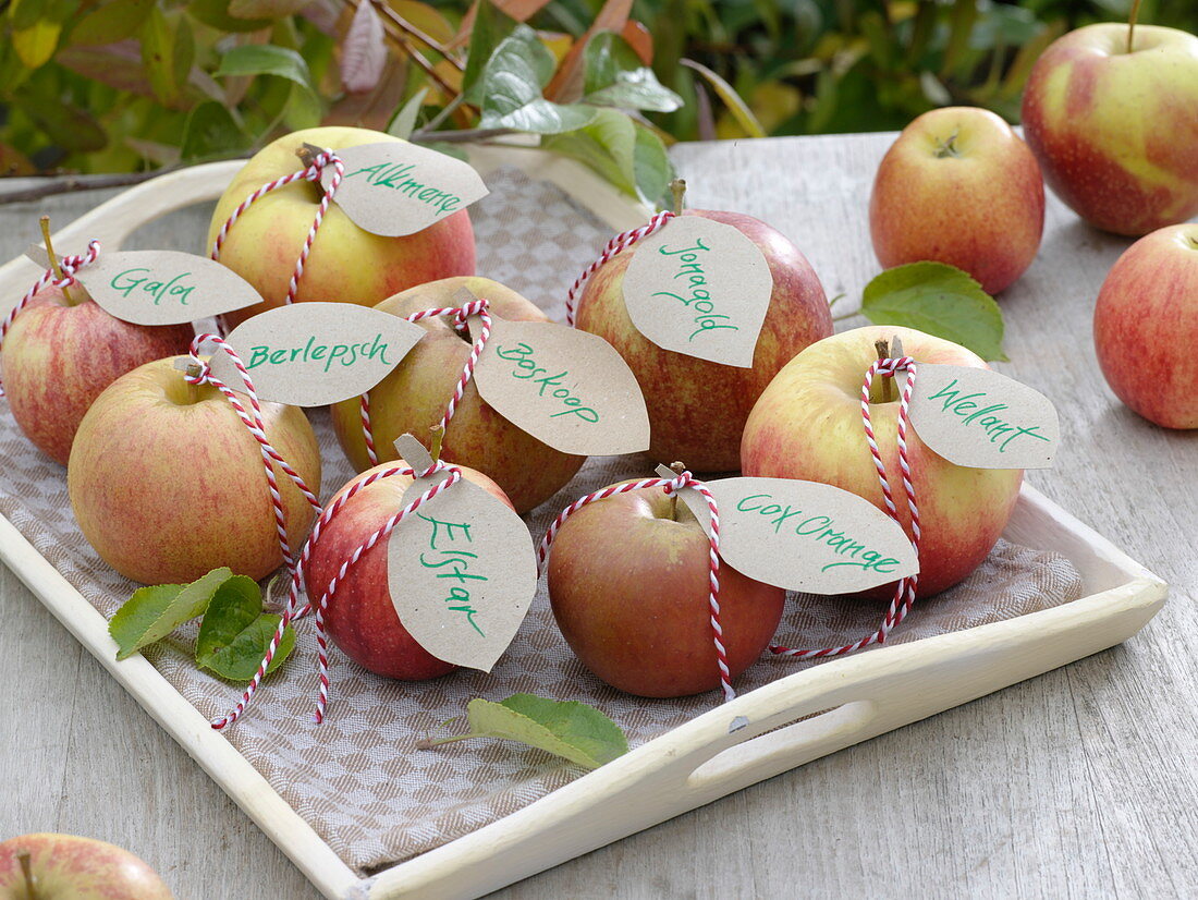 Apfelsorten mit Namensschildern auf Tablett