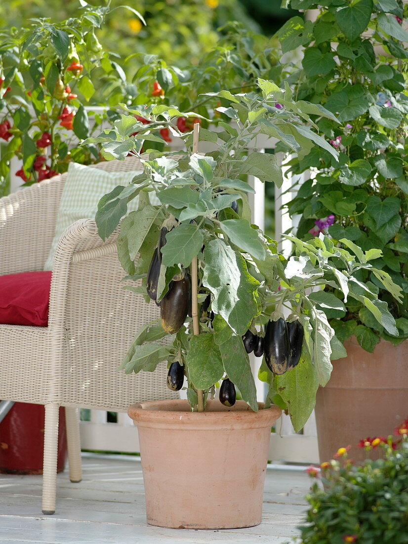 Mini eggplant 'Picola' (Solanum melongena) in terracotta tubs