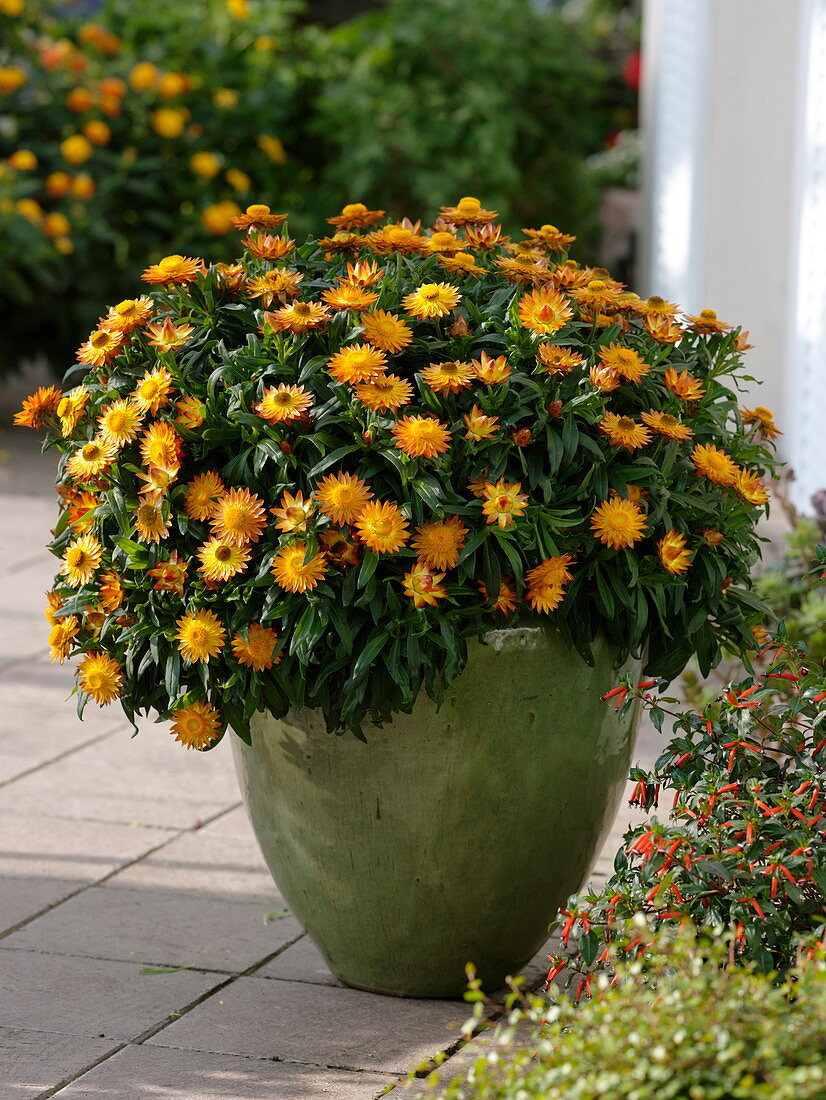 Portrait of Helichrysum 'Sundaze Bronze'