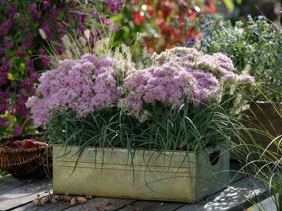 Tin box with stonecrop and grasses