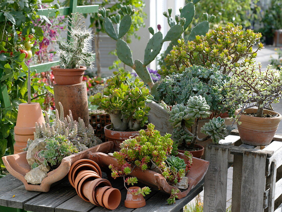 Mixed succulent plants in terracotta on wooden table