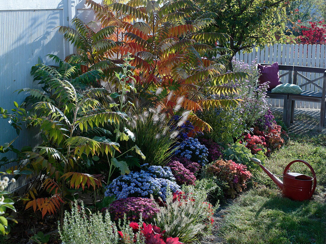 Rhus typhina in an autumn bed against a white screen wall