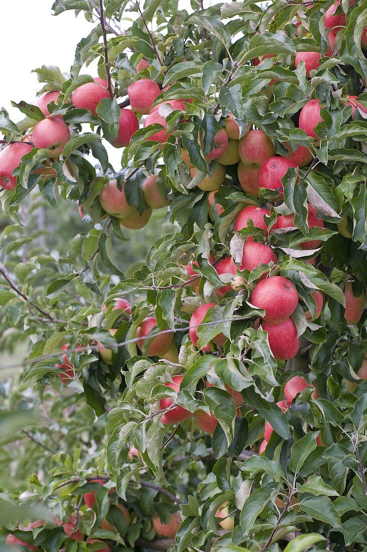 Resistant apple variety 'Evelina' (Malus)