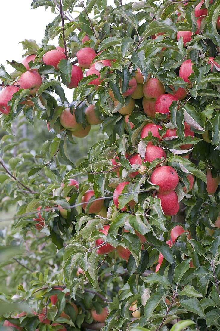 Resistente Apfelsorte 'Evelina' (Malus)