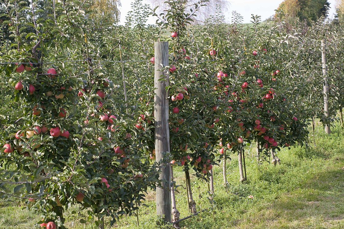 Resistant apple variety 'Florina' (Malus) on wire trellis
