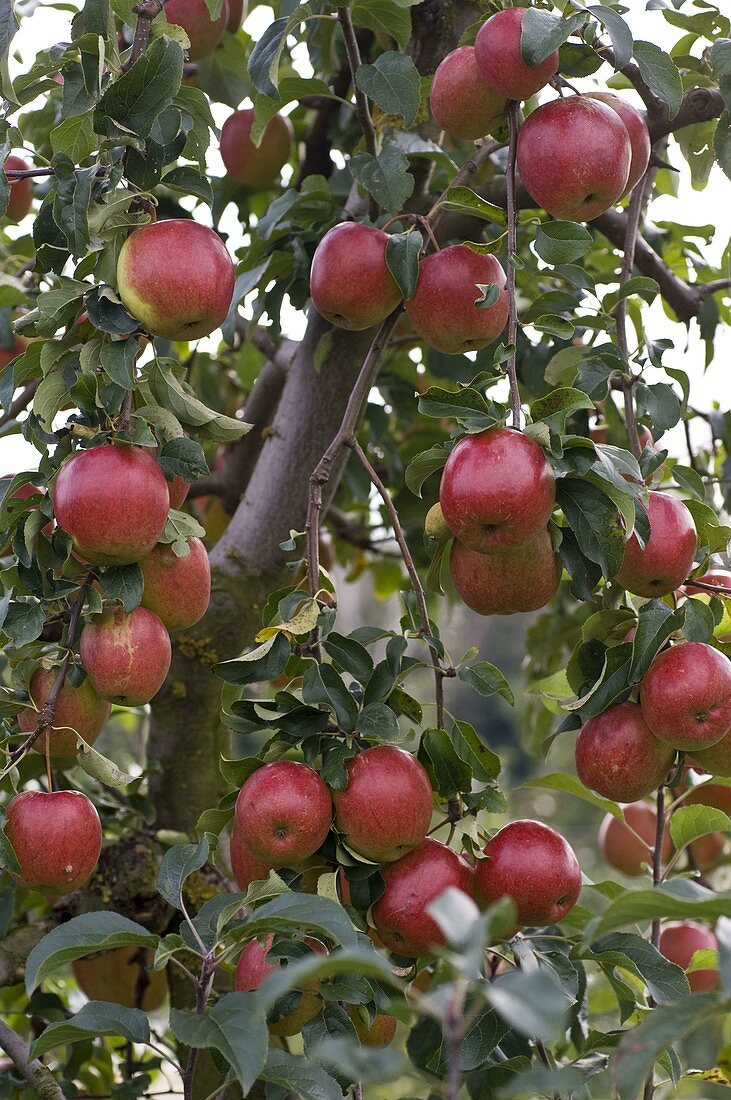 Resistant apple variety 'Rewena' (Malus)