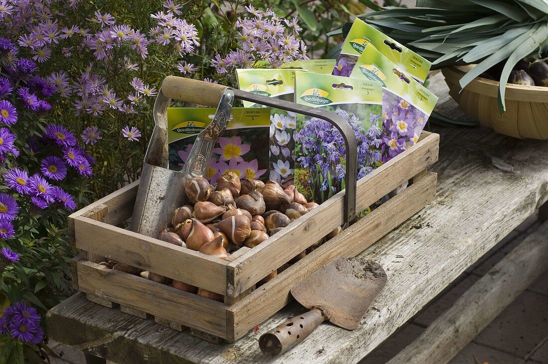 Wooden basket with flower bulbs and tools