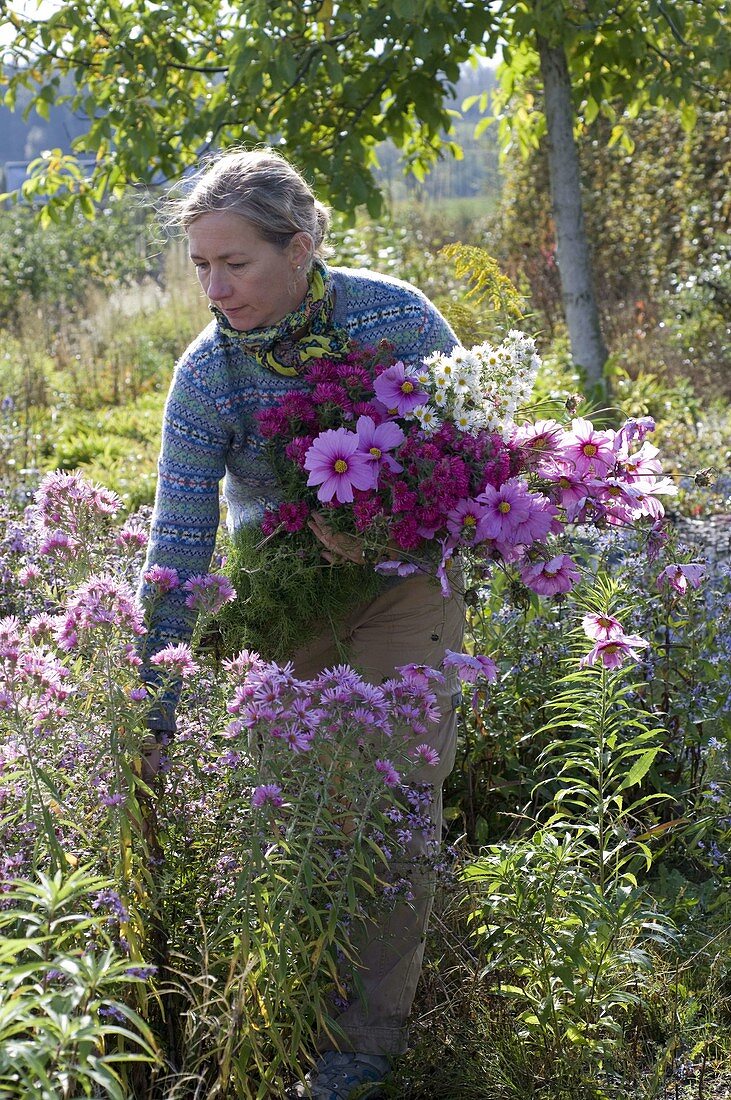 Woman cutting flowers in aster bed