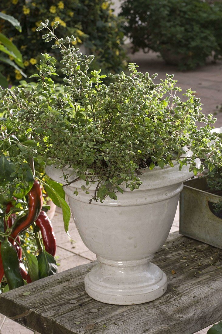 Portrait of Origanum rotundifolium