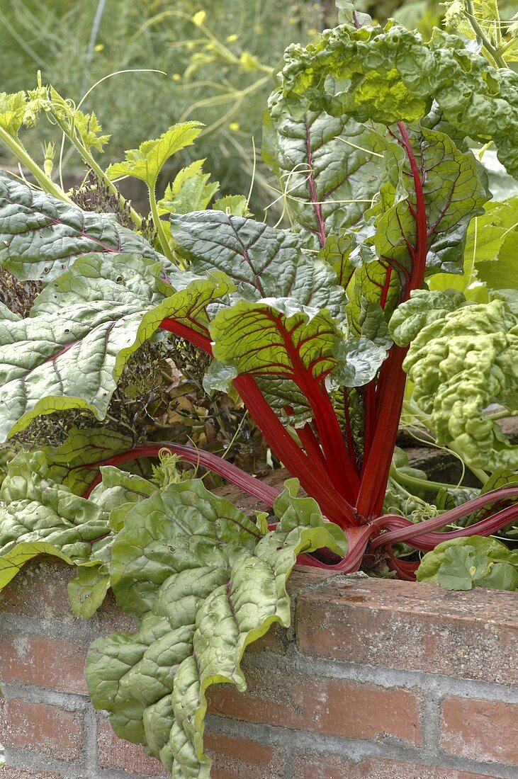 Swiss chard 'Bright Lights' (red beet) in the raised bed