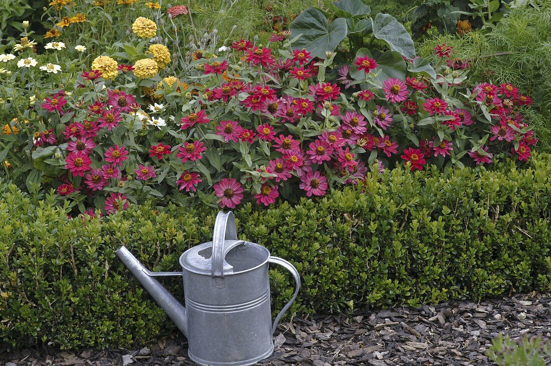 Zinnia (Zinnien) hinter Buxus (Buchs-Einfassung) im Bauerngarten