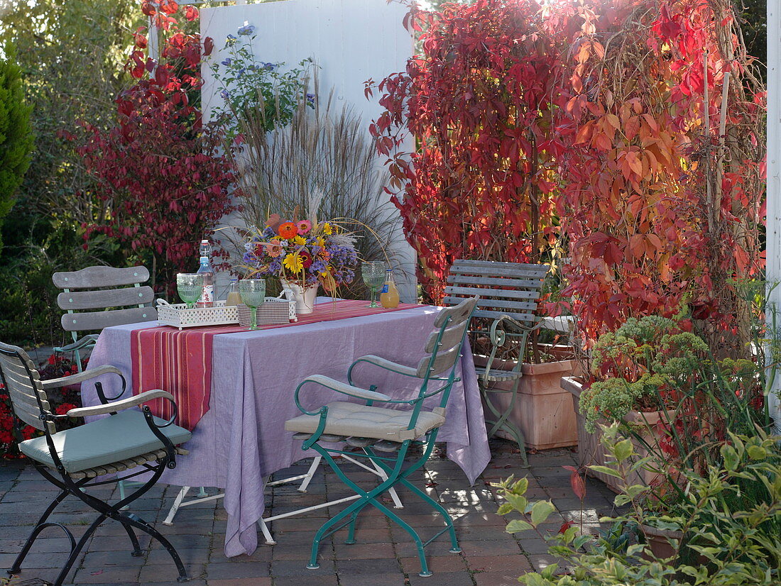 Privacy screen with wild vine on the terrace