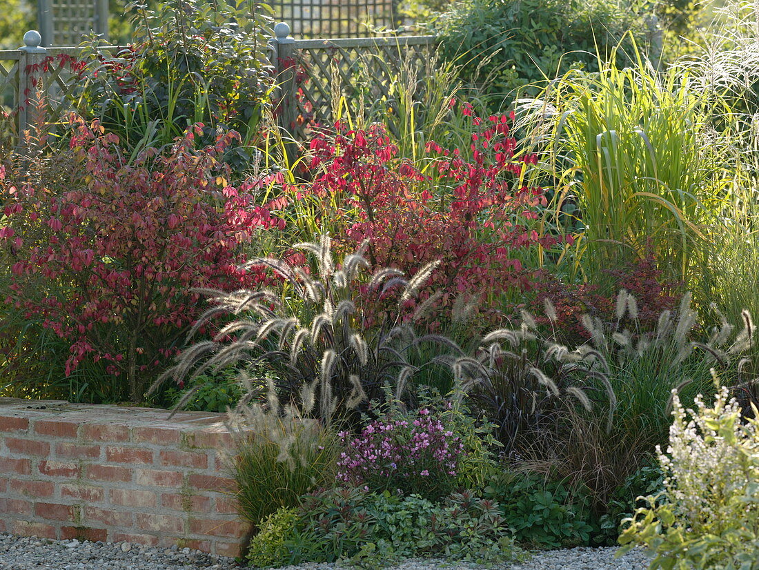 Euonymus alatus (cork spindle shrub), Pennisetum 'Rubrum' (autumn chrysanthemum)