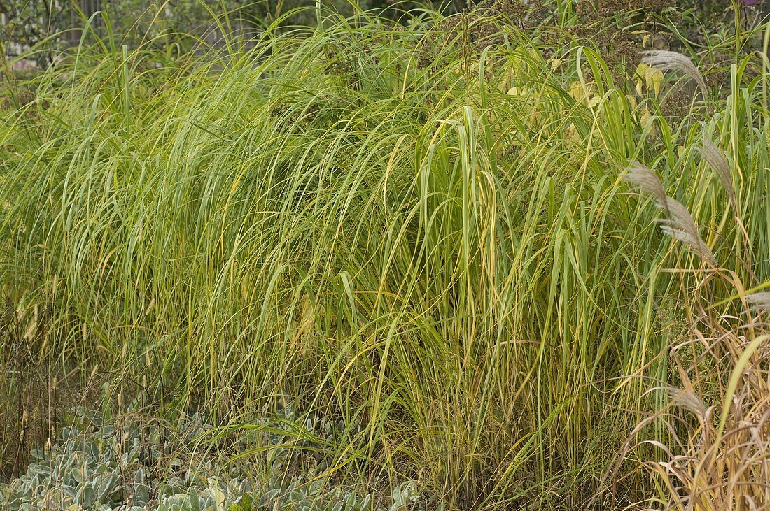 Spartina (Golden Bar Grass) in an autumnal bed