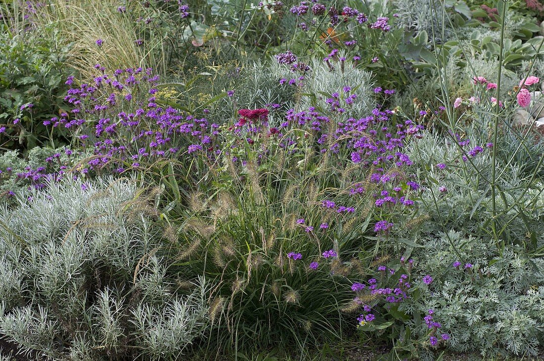 Late summer bed in purple and silver